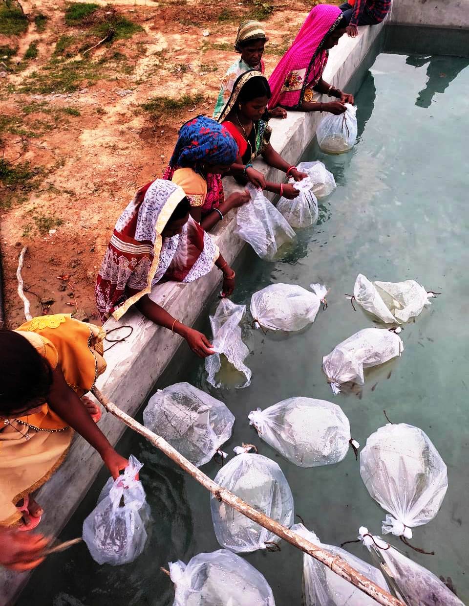 सूरजपुर : गौठानो में मछली पालन हेतु मछली बीज का किया जा रहा वितरण
