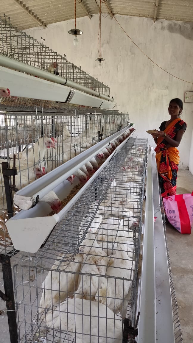 रायपुर : आधुनिक पद्धति से मुर्गीपालन ने खोल दिए महिलाओं के आमदनी के द्वार