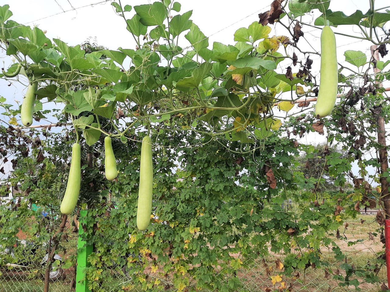 उद्यानिकी फसलें भी अब शामिल हुई राजीव गांधी किसान न्याय योजना में