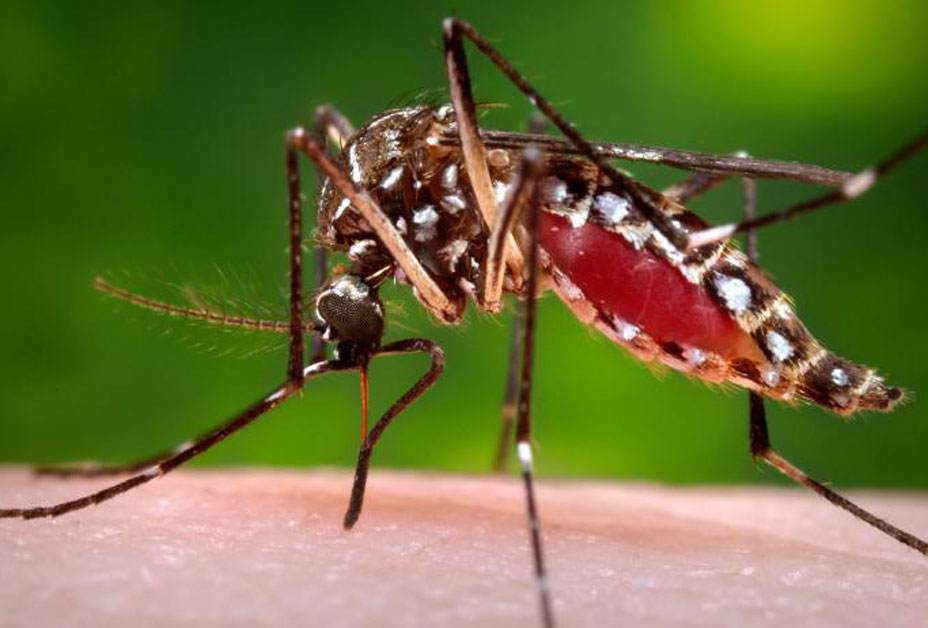 डेंगू का बढ़ा प्रकोप, अब तक मिले 300 से ज्यादा मरीज