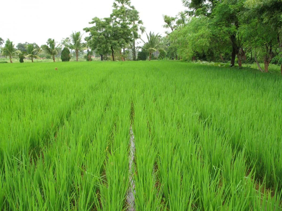 Rice Crop - fasal