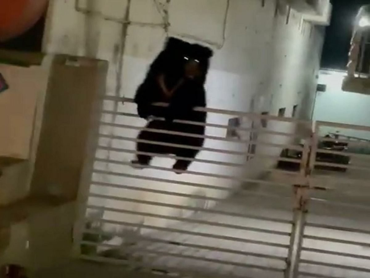 लोहे के गेट को फांद कर पहुंचा भालू