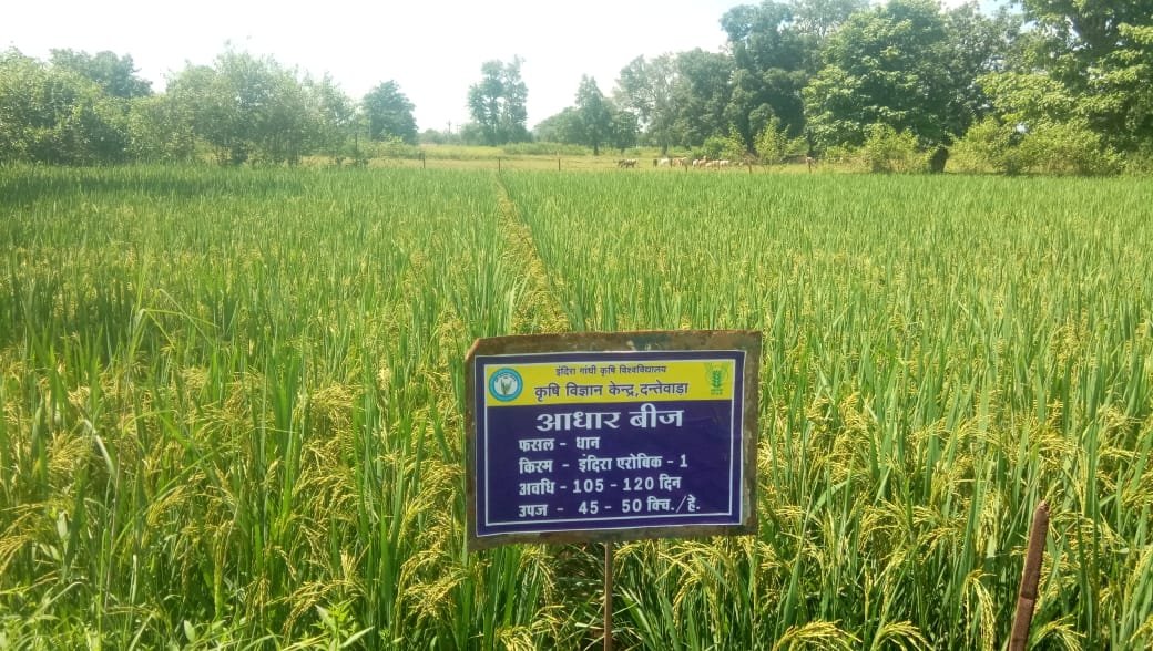 इंदिरा एरोबिक-1 धान की बंपर पैदावार