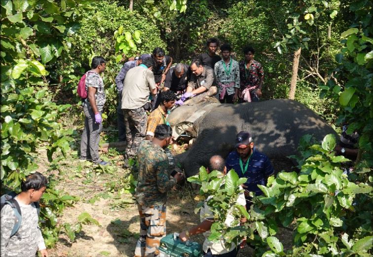 सूरजपुर वनमंडल में एक मादा हाथी का रेडियो कॉलरिंग सफलतापूर्वक संपन्न