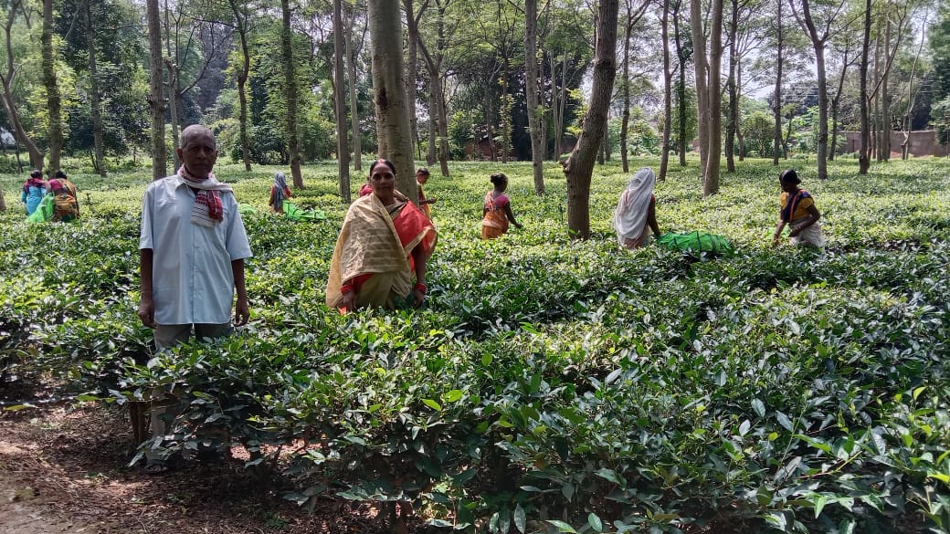 मुख्यमंत्री ने चाय-काफी की खेती को बढ़ावा देने छत्तीसगढ़ टी काफी बोर्ड का किया गठन