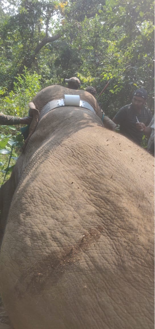 सूरजपुर वनमण्डल में मादा हाथी का रेडियो कॉलरिंग