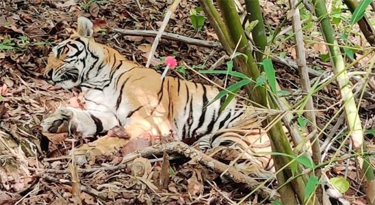 टाइगर रिजर्व अचानकमार जंगल में रेस्क्यू किए गए बाघिन की सेहत में हो रहा सुधार
