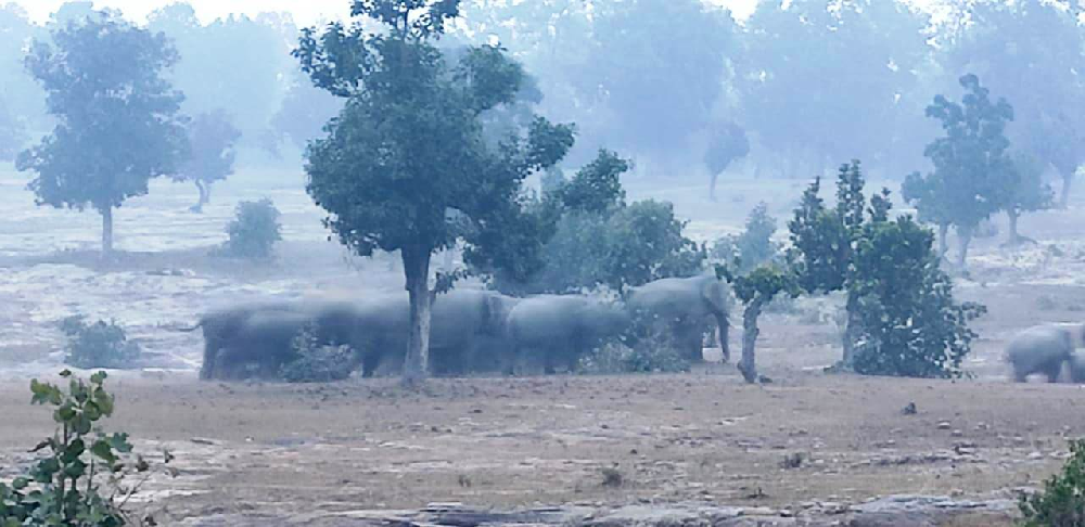 जंगली हाथियों से दूरी बनाएं, फोटो और सेल्फी न ले