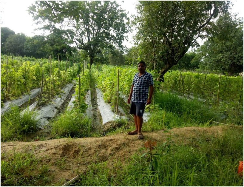 10 एकड़ में की सब्जी की खेती, अभी तक कमाए लगभग पांच लाख रूपए