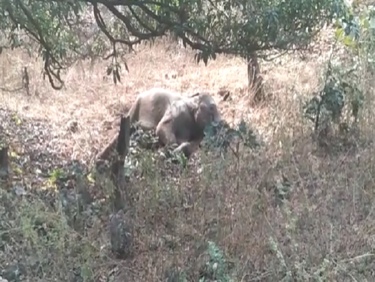 सूरजपुर जिले के जंगल में 7 हाथी बेहोश पड़े मिले, कुछ हाथियों ने पी लिया था कीटनाशक