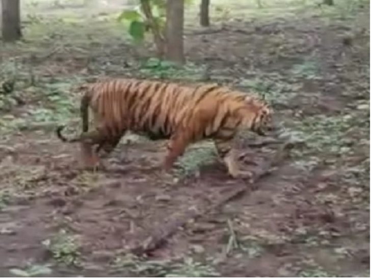 गांवों में मिले बाघ के पद चिन्ह, ग्रामीणों में दहशत, 4 दिन पहले मिला था शावक का शव