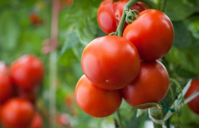 Tomato, उफ ! 1 किलो टमाटर 135 रुपए में…