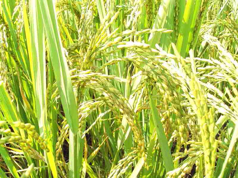 dhan crop, रबी मौसम में धान की फसल लेना रहेगा प्रतिबंधित