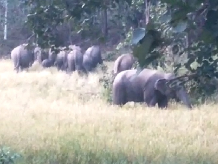 14 हाथियों का दल गांवों में घुसा, धान को पहुंचाया नुकसान; दहशत में ग्रामीण