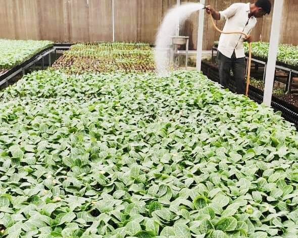 उद्यानिकी विभाग ने बांटे थरहा एवं बीज