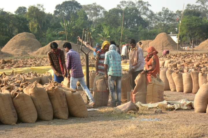 52.90 लाख मीटरिक टन धान की खरीदी