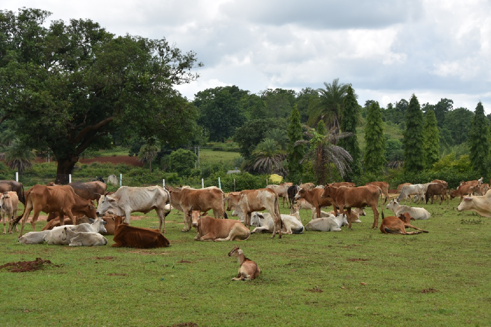 Gauthan-1, ग्रामीणों की ग्रामीणों द्वारा संचालित है गौठान और गोधन न्याय योजना