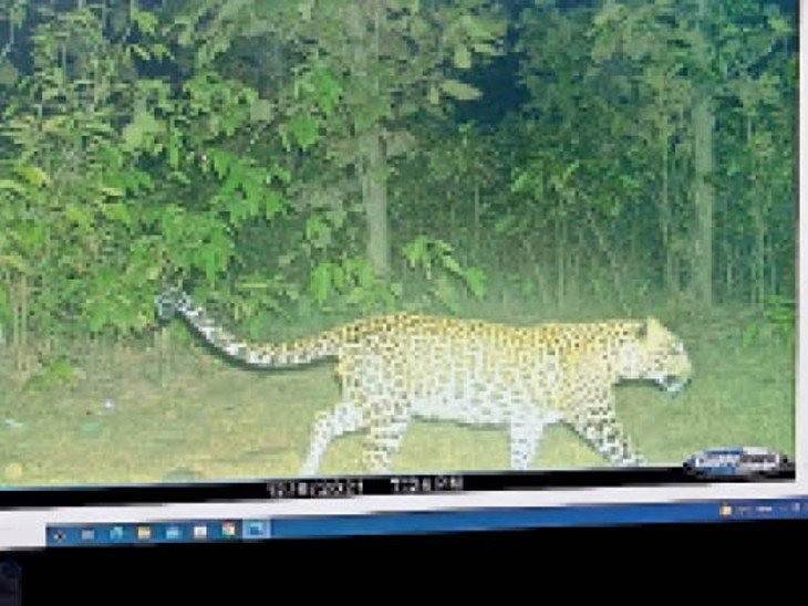 बाघ के मिले पग मार्क, कैमरे में कैद हुआ तेंदुआ, ग्रामीणों में दहशत