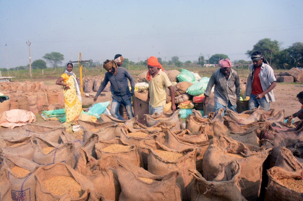 dhan 2, ​​​​​​​राज्य में अब तक 28.08 लाख मीटरिक टन धान खरीदी