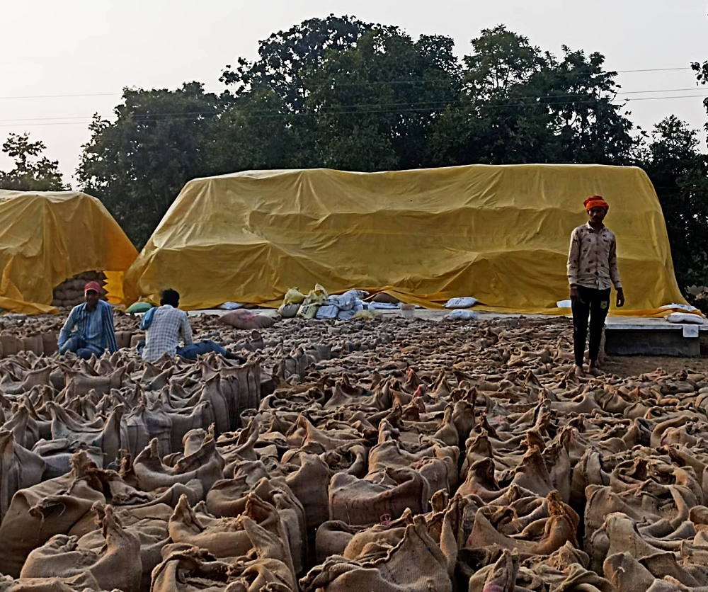 dhan kharidi1, एक लाख 32 हजार 637 किसानों ने बेचा धान