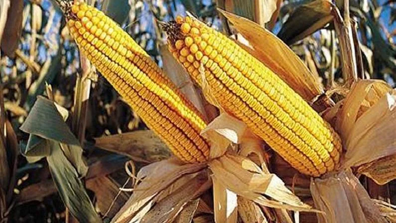 दलहन, तिलहन, मक्का, गन्ना फसल लेने करें प्रोत्साहित : कलेक्टर