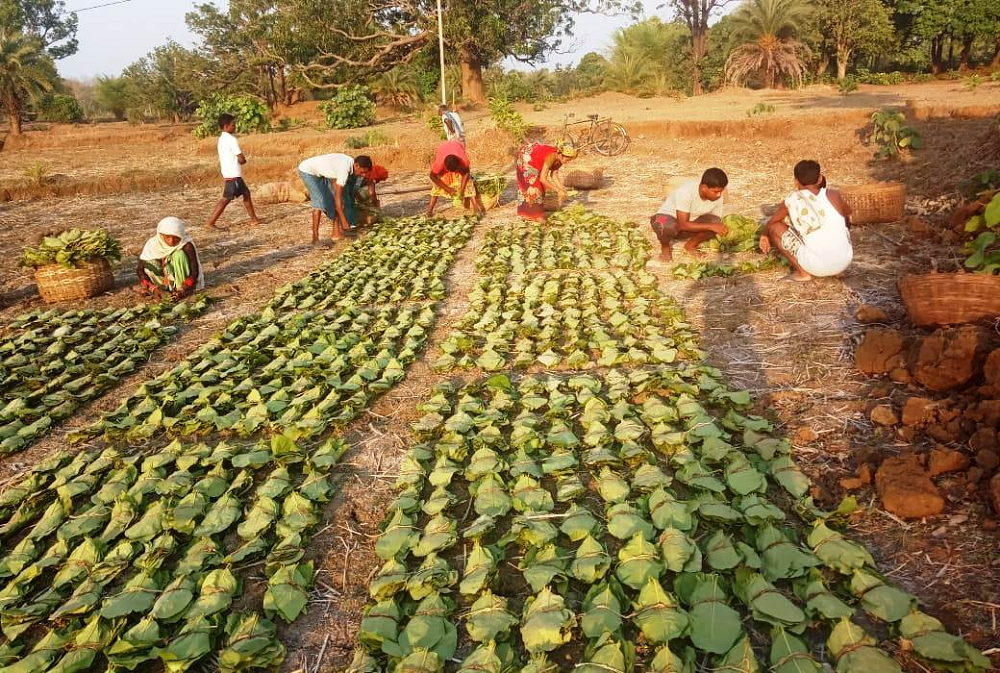 तेन्दूपत्ता संग्रहण वर्ष 2022 की प्रथम निविदा में 914 करोड़ रूपए का विक्रय