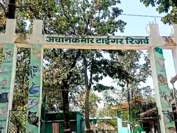 बढ़ते बाघों का कुनबा: अचानकमार टाइगर रिजर्व की सफलता कहानी