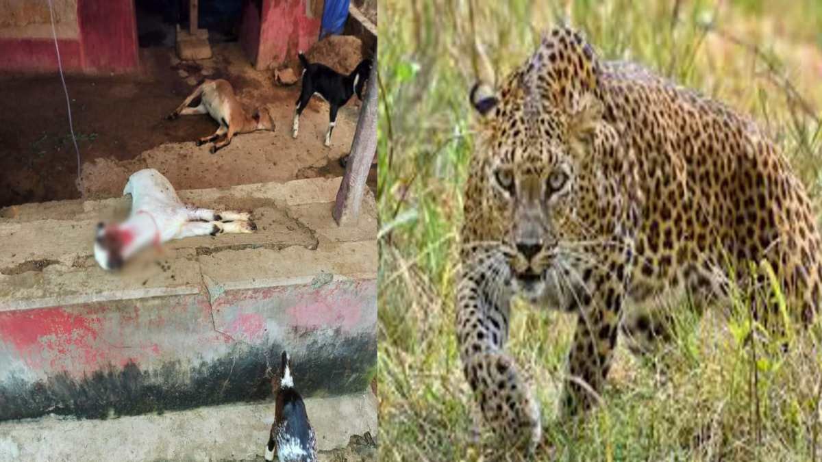 कांकेर: गोविंदपुर गांव में तेंदुए का आतंक, दो बकरियों की मौत, एक को उठा ले गया