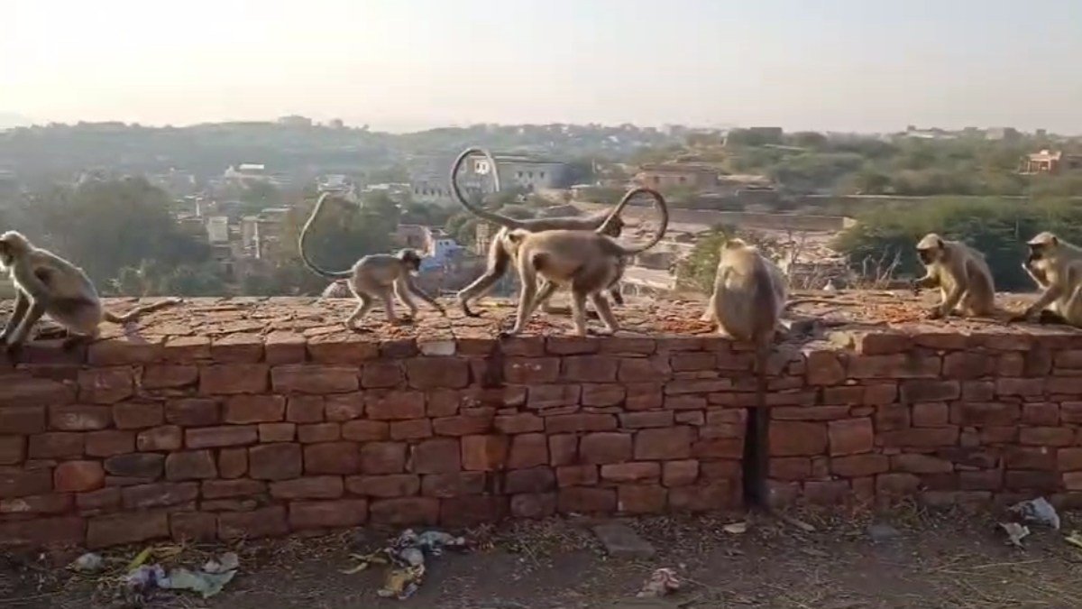 कवर्धा: बंदर की हत्या से गांव में तनाव, वन विभाग ने शुरू किया संरक्षण अभियान