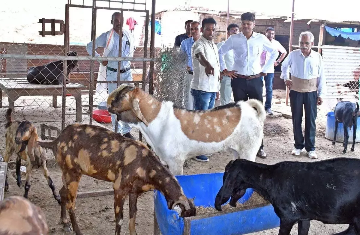 मुंगेली: पशुधन मिशन योजना से बकरी पालन का काम शुरू किया, किसान कुलदीप सिंह ठाकुर हुए आत्मनिर्भर!
