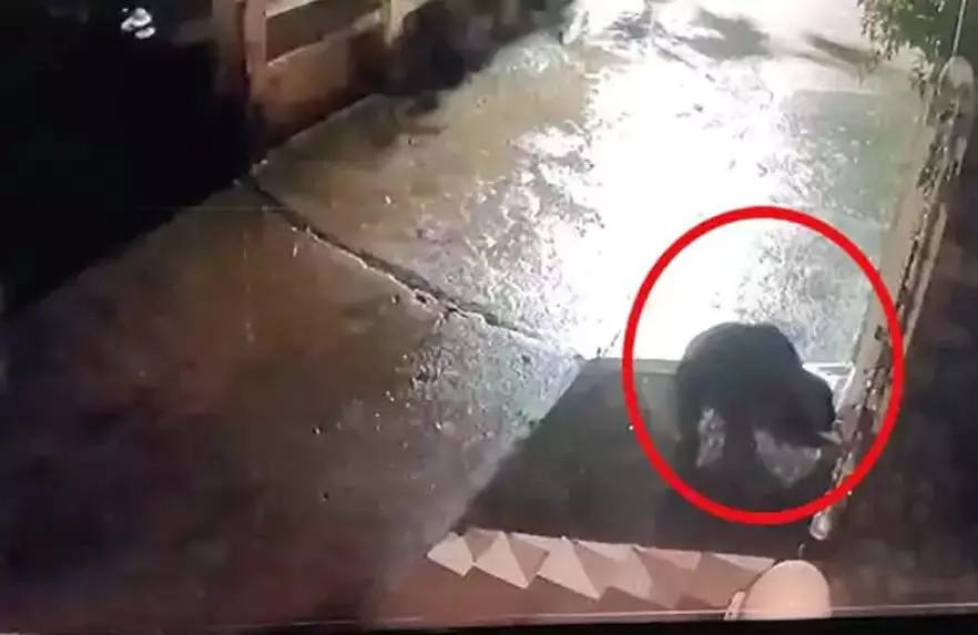 महासमुंद: भालुओं का आतंक, ग्रामीण दहशत में