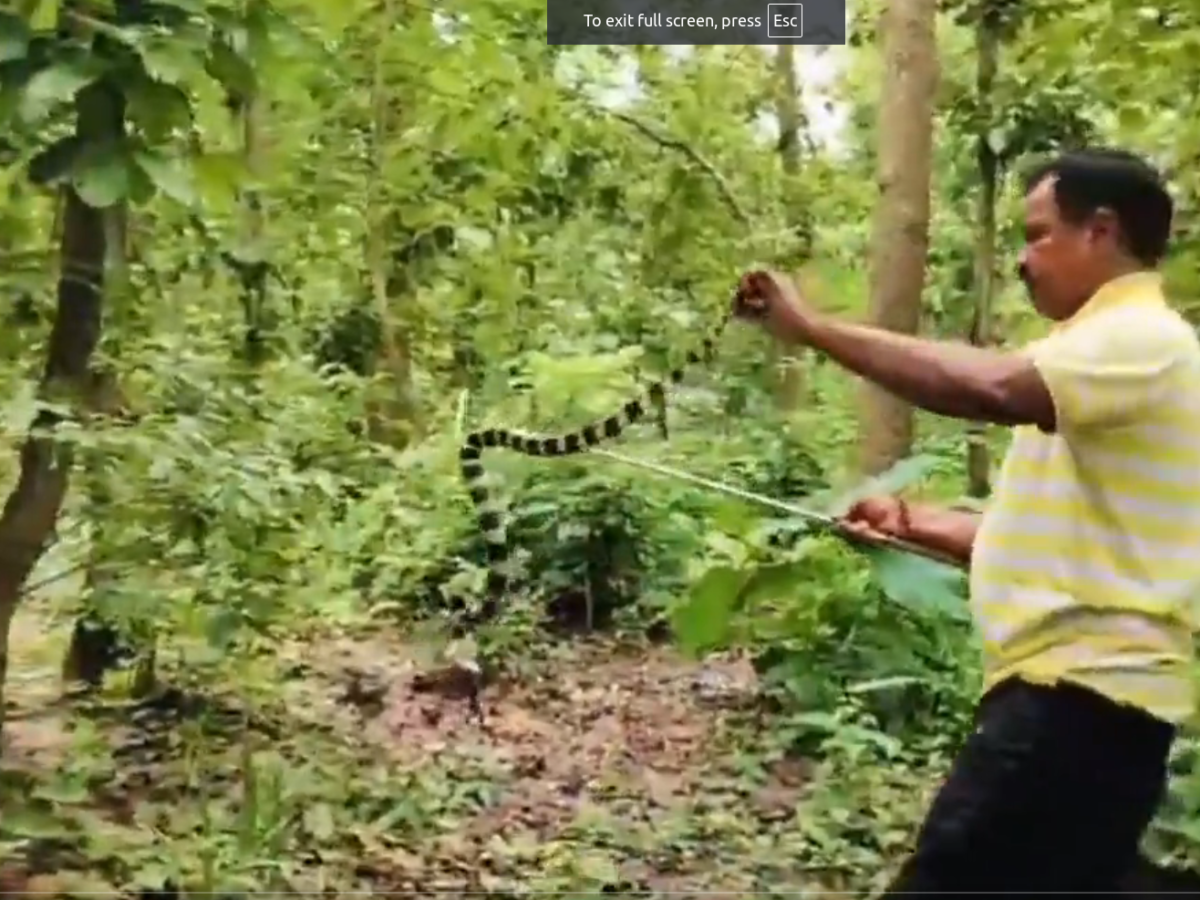 Dwarika Kol: Snake friend who spreads awareness for snake protection