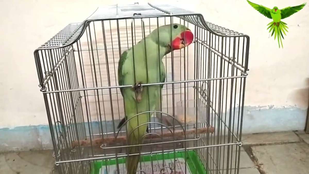 छत्तीसगढ़ में तोता समेत अन्य पक्षियों को पिंजरे में कैद करने पर सख्ती, उल्लंघन करने वालों को होगी सजा