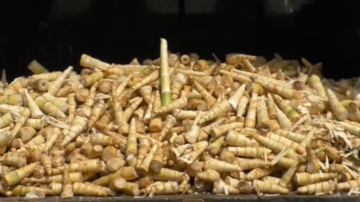 बस्तर के जंगलों में बांस संरक्षण: वन विभाग की सख्त कार्रवाई