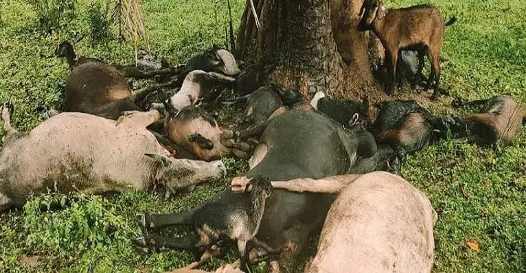 कांकेर में आकाशीय बिजली ने मचाई तबाही: दर्जनों मवेशियों की मौत, सूरजपुर में कार ने कुचले 6 गायें
