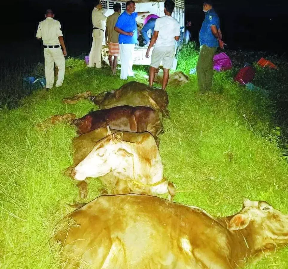 जशपुर में पुलिस की सतर्कता से पशु तस्करों का खेल बिगड़ा! 11 गौवंश बरामद, तस्कर फरार