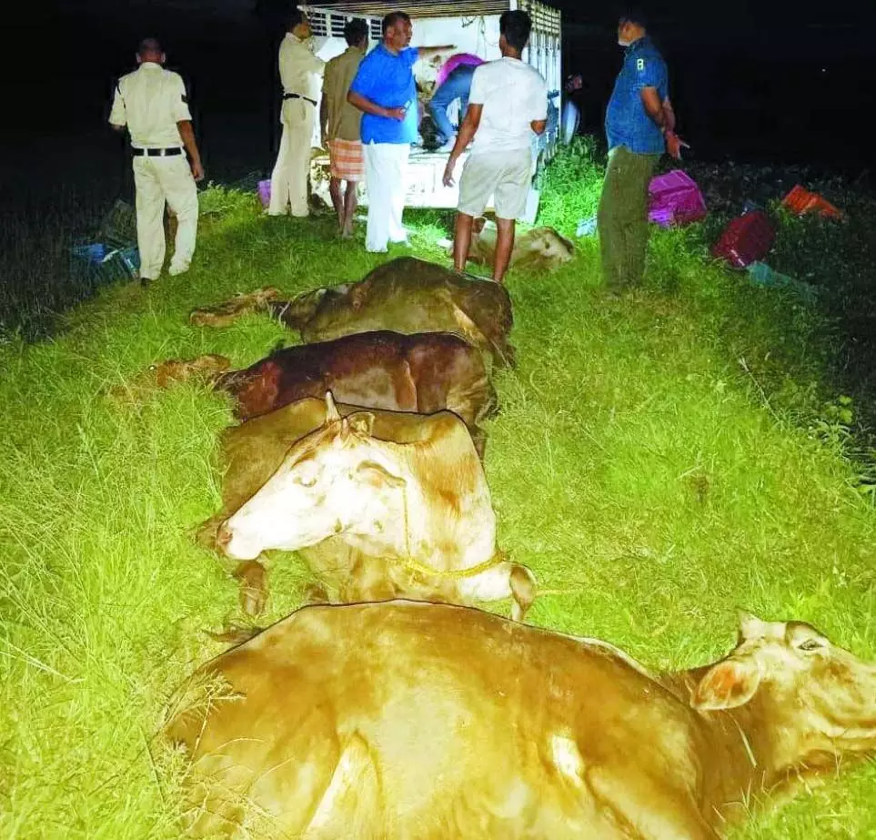 जशपुर में पुलिस की सतर्कता से पशु तस्करों का खेल बिगड़ा! 11 गौवंश बरामद, तस्कर फरार