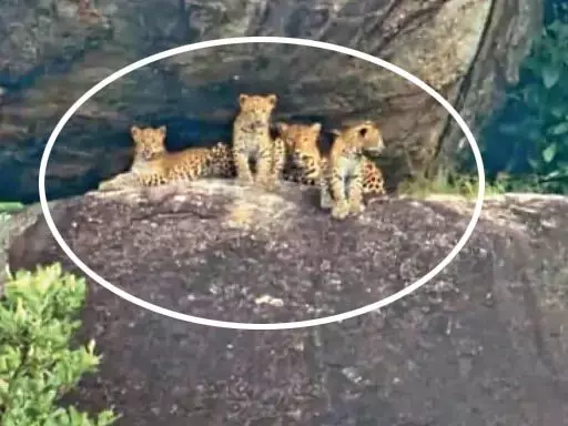 कांकेर: डुमाली पहाड़ी पर तेंदुए के साथ 4 शावक दिखे, सोशल मीडिया पर वायरल हुआ वीडियो