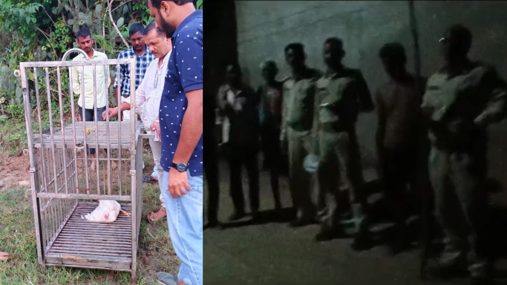 मुंगेली में संक्रमित सियार का आतंक, 9 ग्रामीण घायल, वन विभाग अलर्ट!