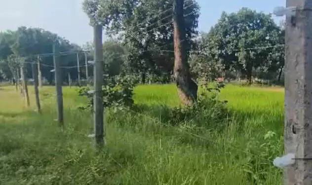 हाथियों से फसल बचाने के लिए कोरबा के किसानों ने निकाली नई तरकीब!