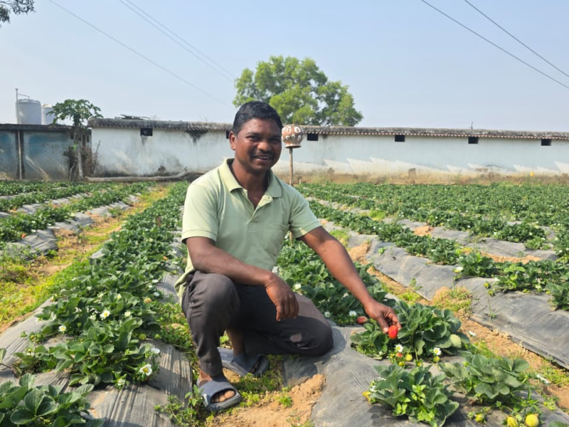 सरगुजा में स्ट्रॉबेरी की खेती का कमाल: धान से 3 गुना ज्यादा मुनाफा, किसान लाल बहादुर सिंह ने पेश की मिसाल